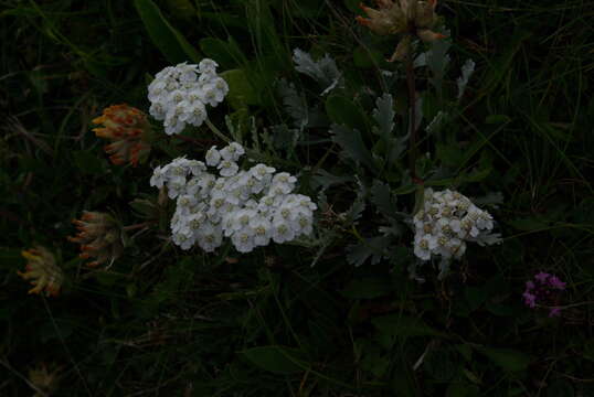 Achillea clavennae L. resmi