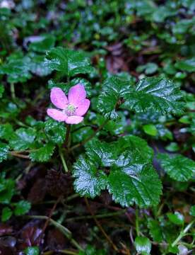 Image of Rubus radicans Cav.