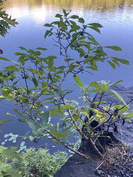 Imagem de Endotropis lanceolata (Pursh) Hauenschild