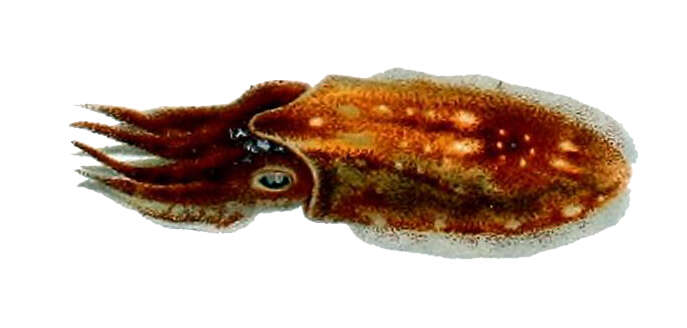 Image of Elegant Cuttlefish