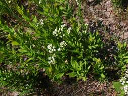 Image of bastard toadflax