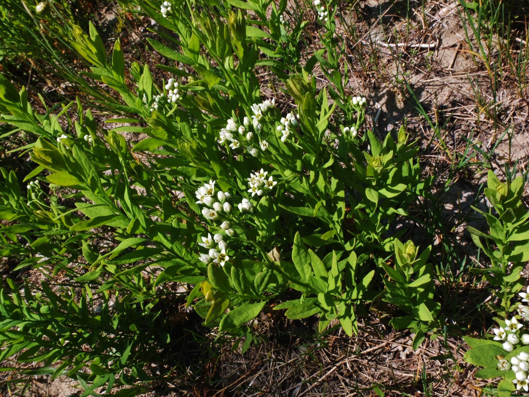 Image of bastard toadflax