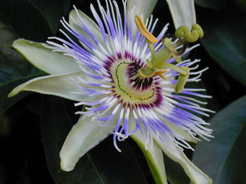 Image de Passiflora caerulea L.