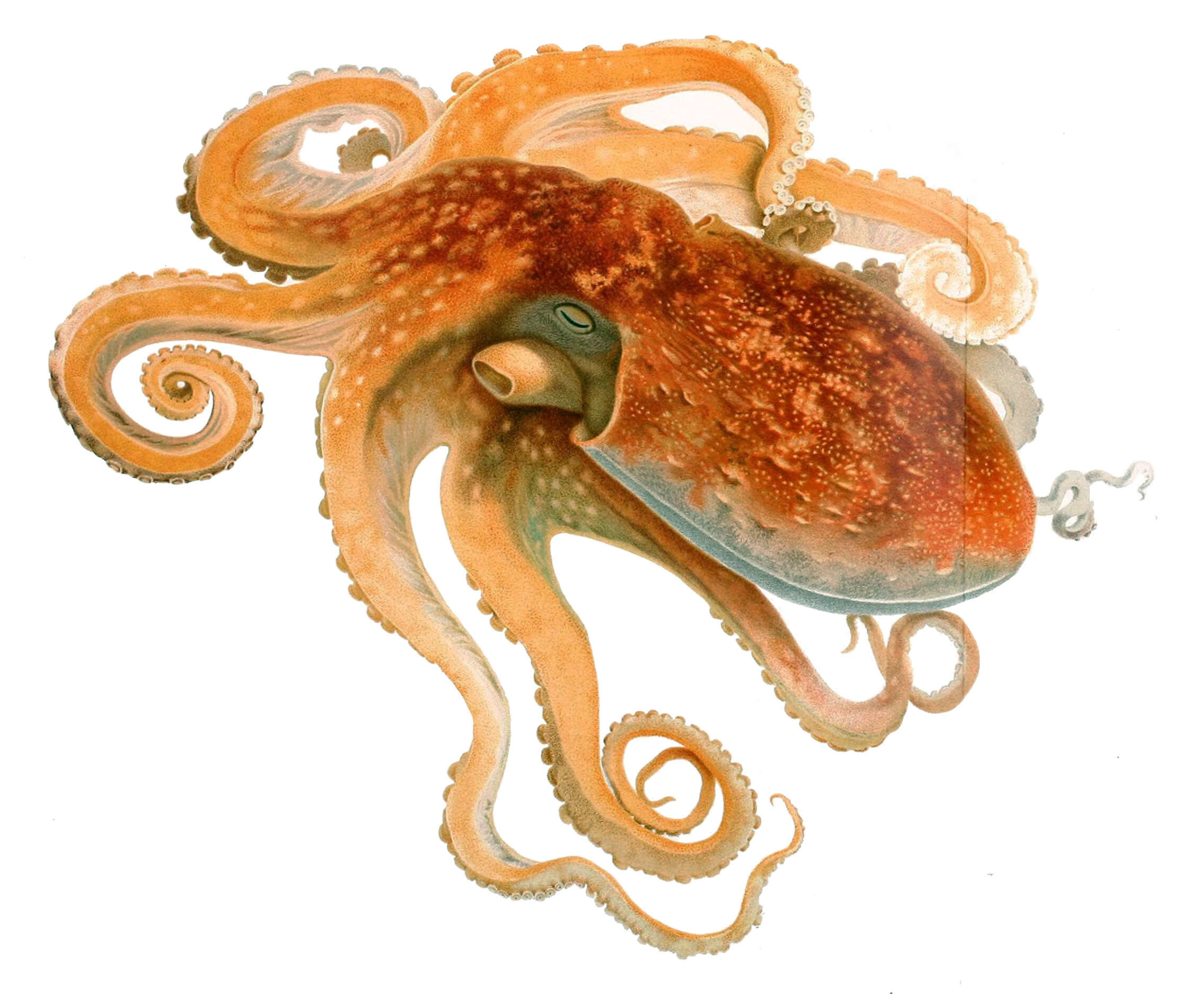 Image of Curled octopus