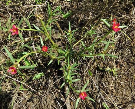 Image of Portulaca kermesina N. E. Brown