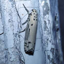 Image of Ethmia lineatonotella Moore 1867