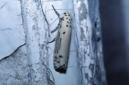 Image of Ethmia lineatonotella Moore 1867