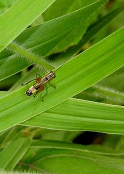 Слика од Conocephalus (Anisoptera) versicolor (Redtenbacher 1891)