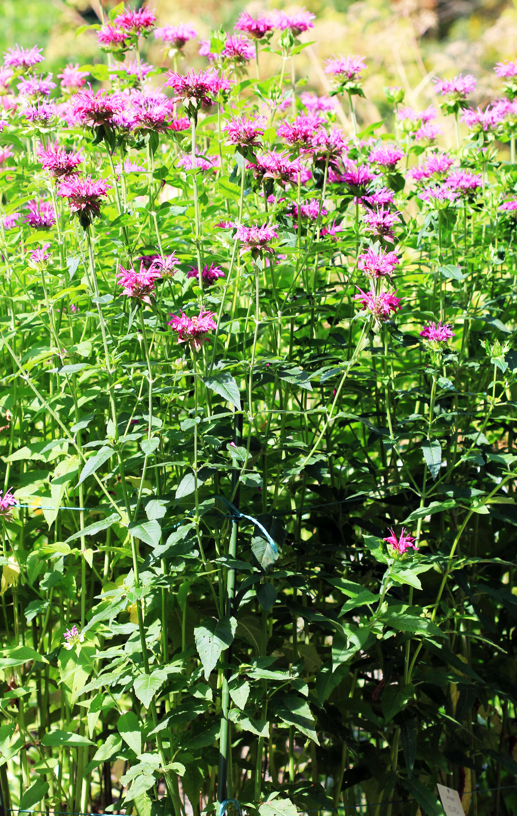 Image of scarlet beebalm