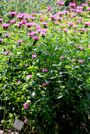 Image of scarlet beebalm