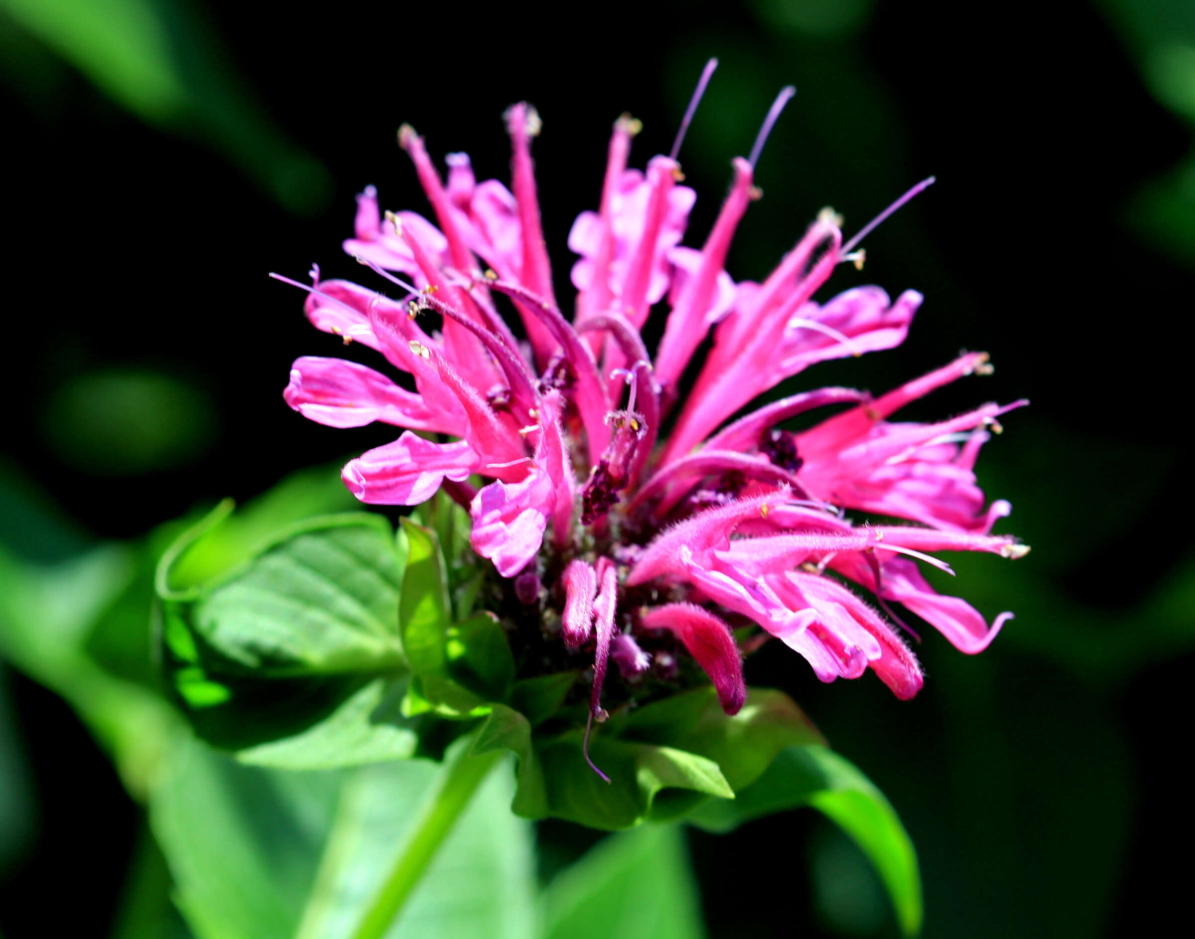 Image of scarlet beebalm