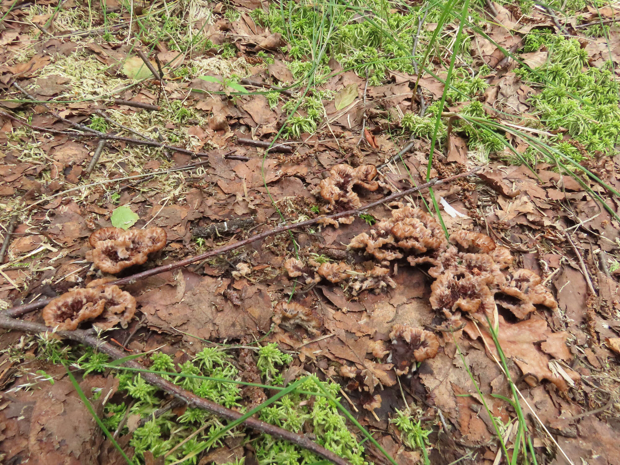 Слика од Thelephora terrestris Ehrh. 1787