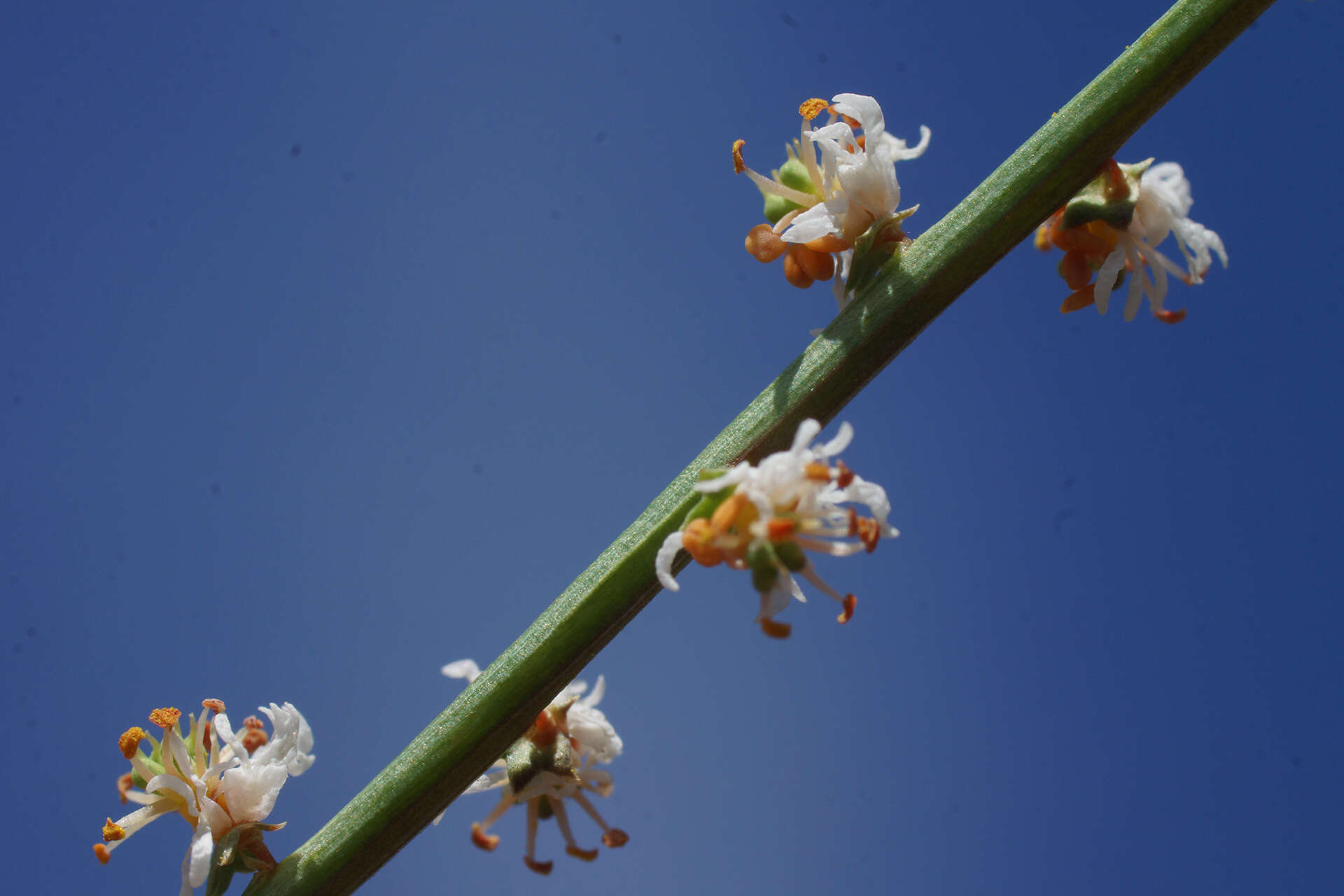 Image of Sesamoides purpurascens (L.) G. López González