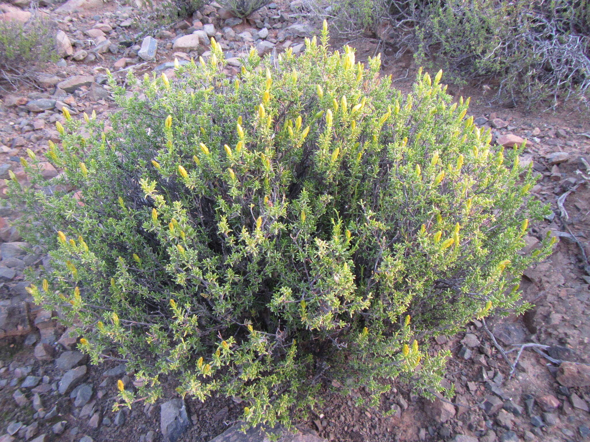 Image of Pteronia empetrifolia DC.