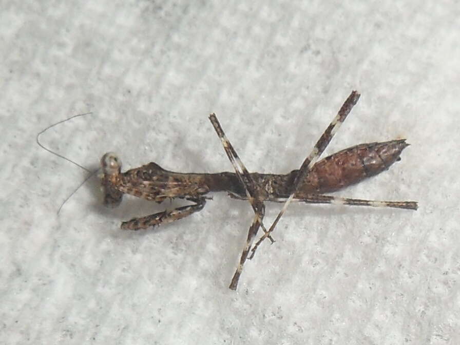 Image of Malaysian dead leaf mantis