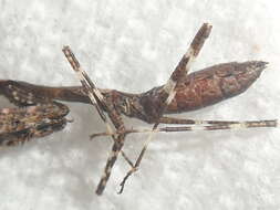 Image of Malaysian dead leaf mantis