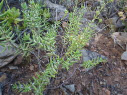 Crassula tetragona subsp. lignescens Tölken resmi