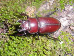 Lucanus elaphus Fabricius 1775的圖片