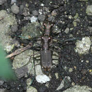 Cylindera (Ifasina) kaleea yedoensis (Kano 1933) resmi