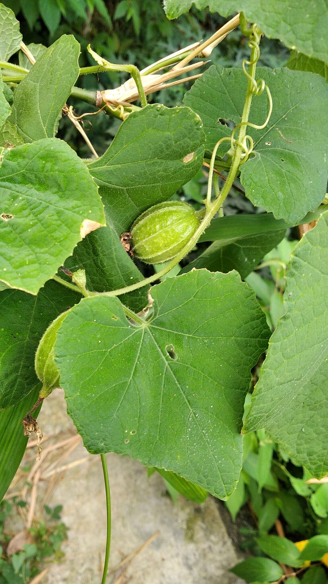 Image of Trichosanthes cochinchinensis (Lour.) M. Roem.