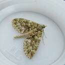 Image of mistletoe carpet moth