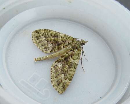 Image of mistletoe carpet moth