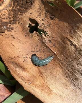 Image of Mahogany Shoot-borer