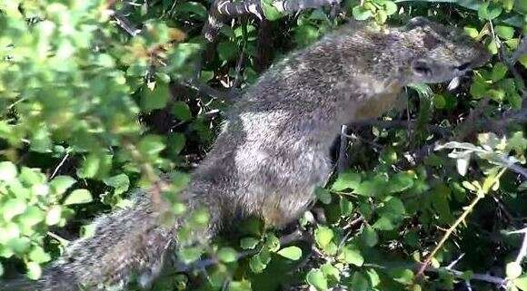 Image of Smith's Bush Squirrel