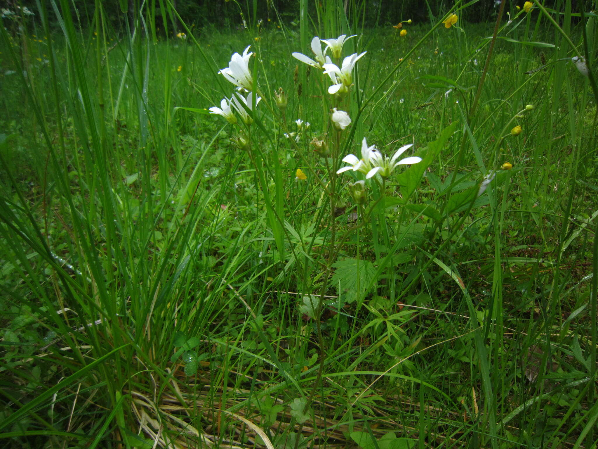 Plancia ëd Saxifraga granulata L.