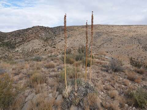 Слика од Agave utahensis subsp. utahensis