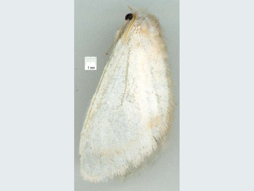 Image of Acyphas leptotypa Turner 1904