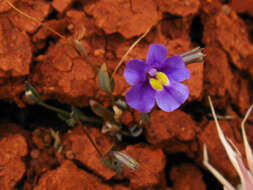 Imagem de Mimulus gracilis R. Br.