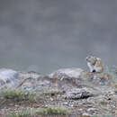 Image of Alpine Pika