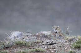 Image of Alpine Pika