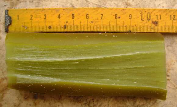 Image of New Zealand bull kelp