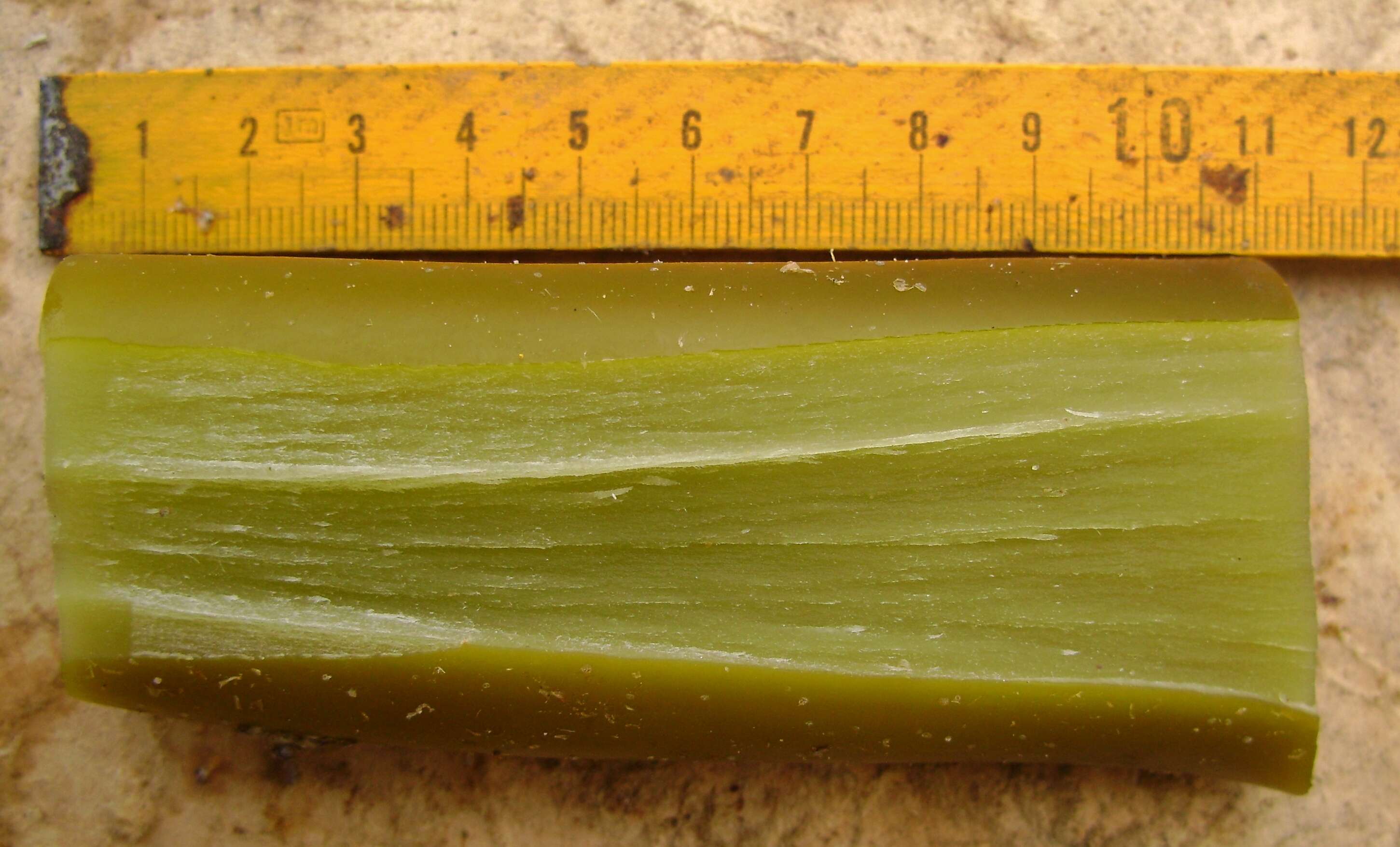 Image of New Zealand bull kelp