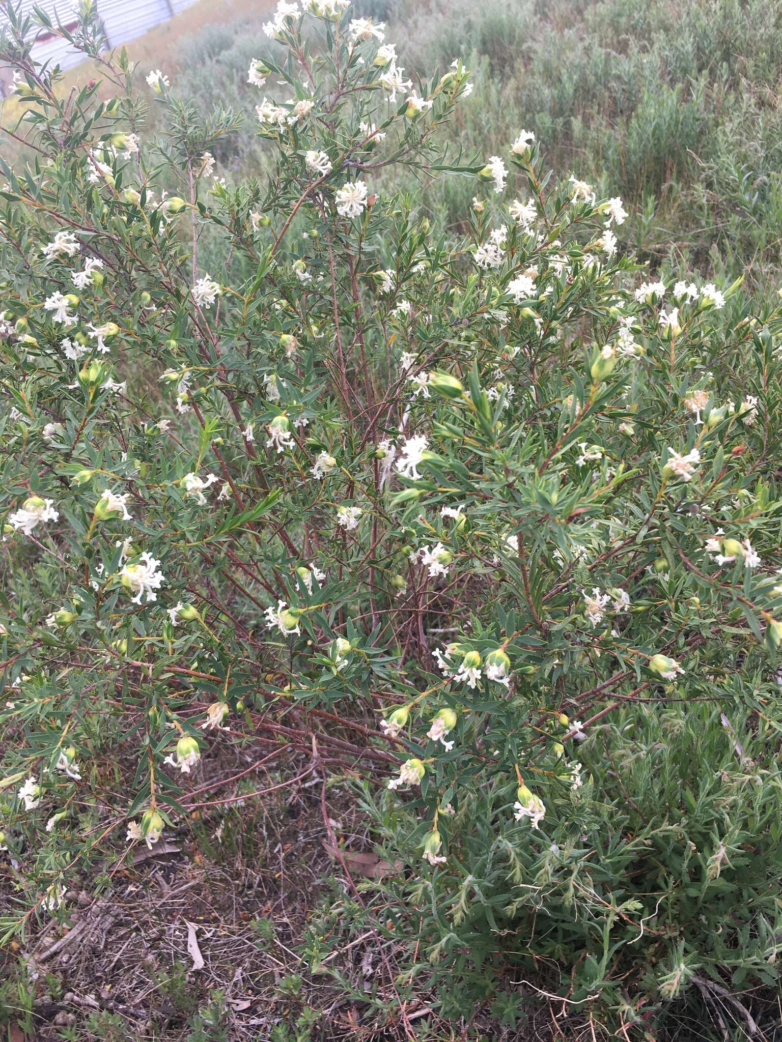 Image of Pimelea stricta Meissn.