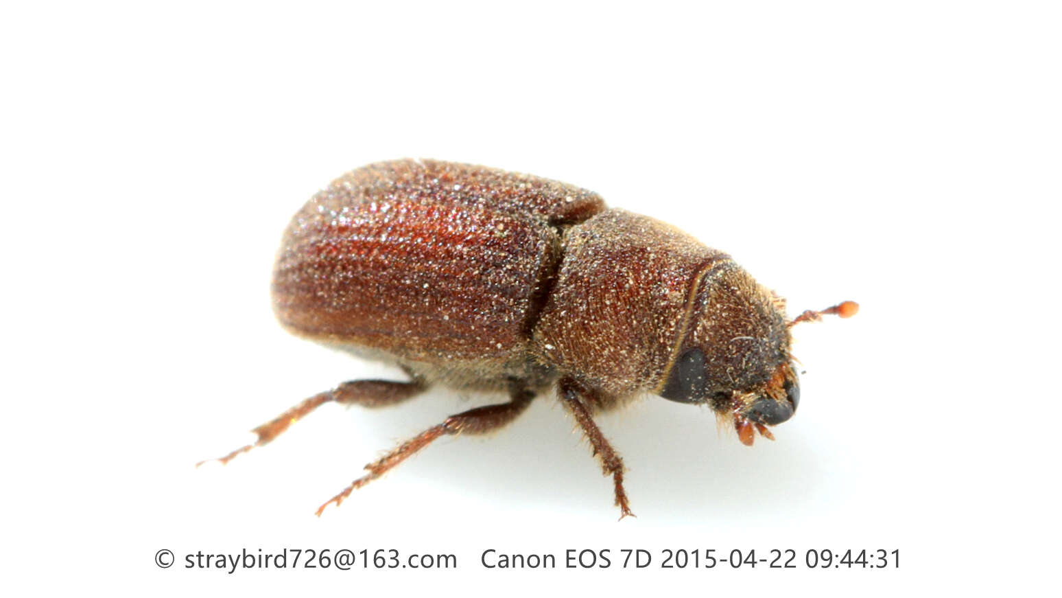 Image of Red Turpentine Beetle