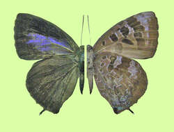 Image of Arhopala bazalus (Hewitson 1862)