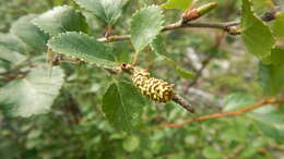 Image of Bog birch