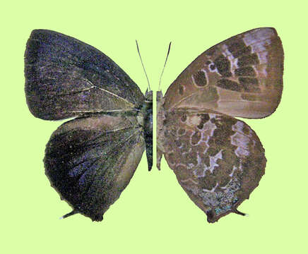Image of Arhopala bazalus (Hewitson 1862)