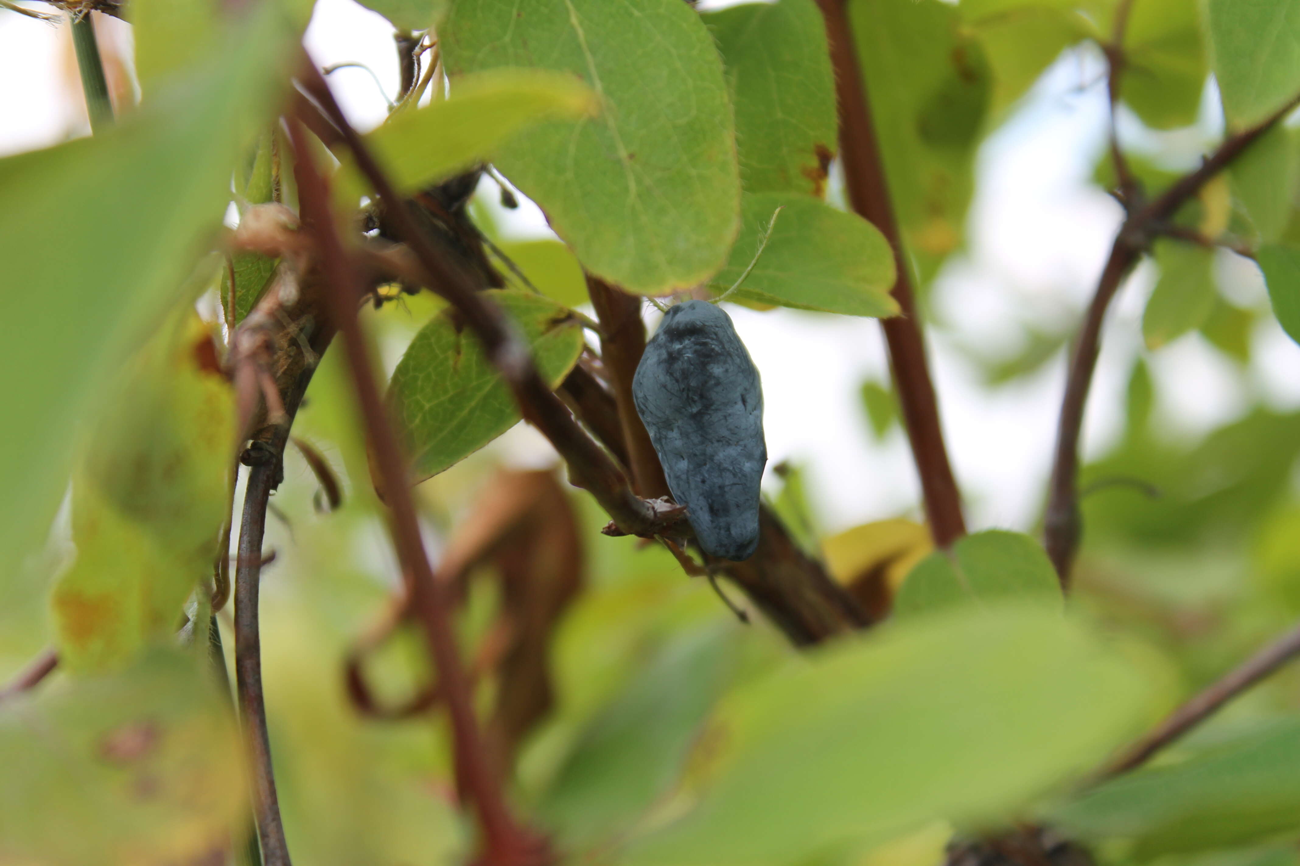 Imagem de Lonicera caerulea L.