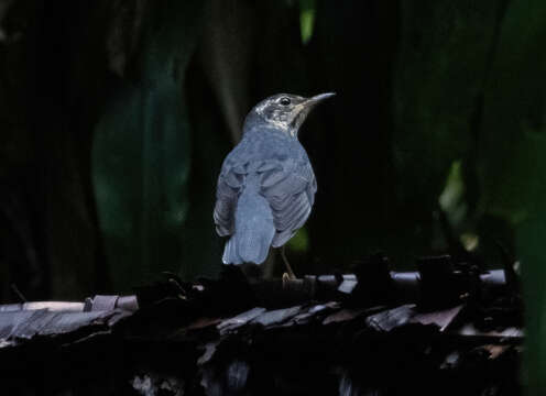 Image of Siberian Thrush