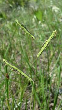 Image of Early Crown Grass