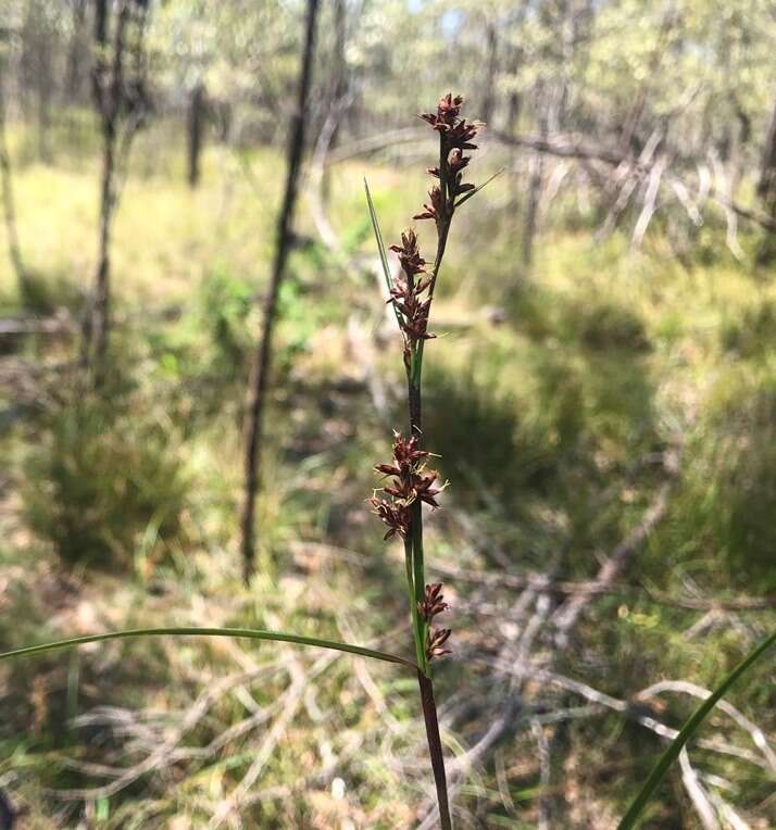 Image of Scleria sphacelata F. Muell.