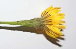 Image of fall dandelion