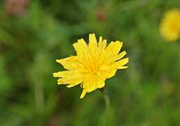 Image of fall dandelion