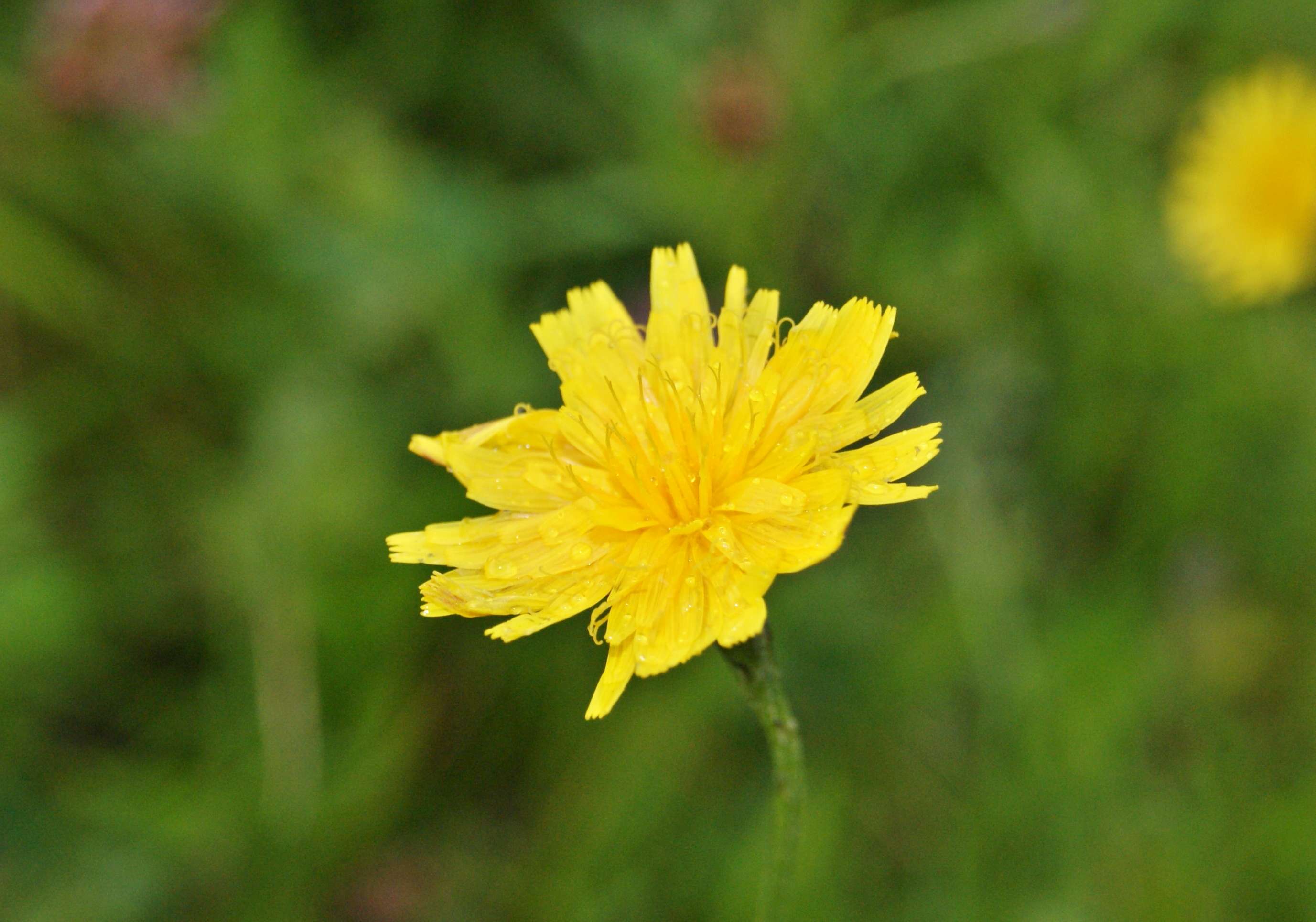 Image of fall dandelion