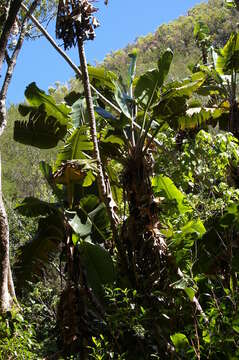 Image of white-flowered wild banana