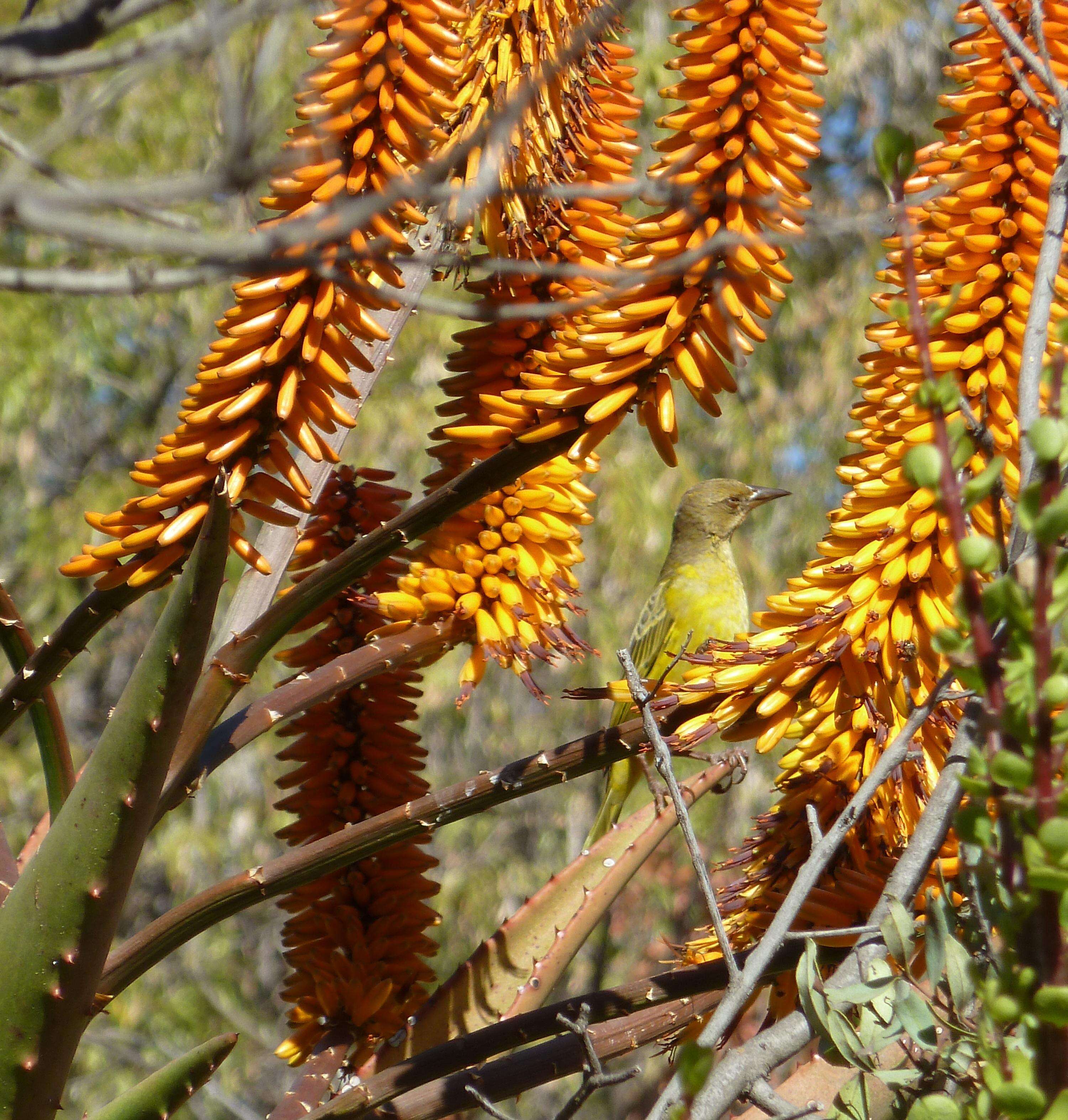 Image of Mountain aloe